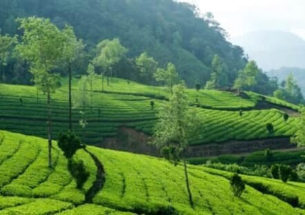 Munnar District Kerala