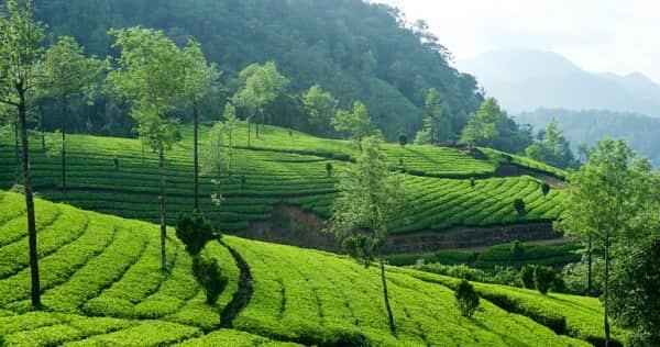 Munnar District Kerala